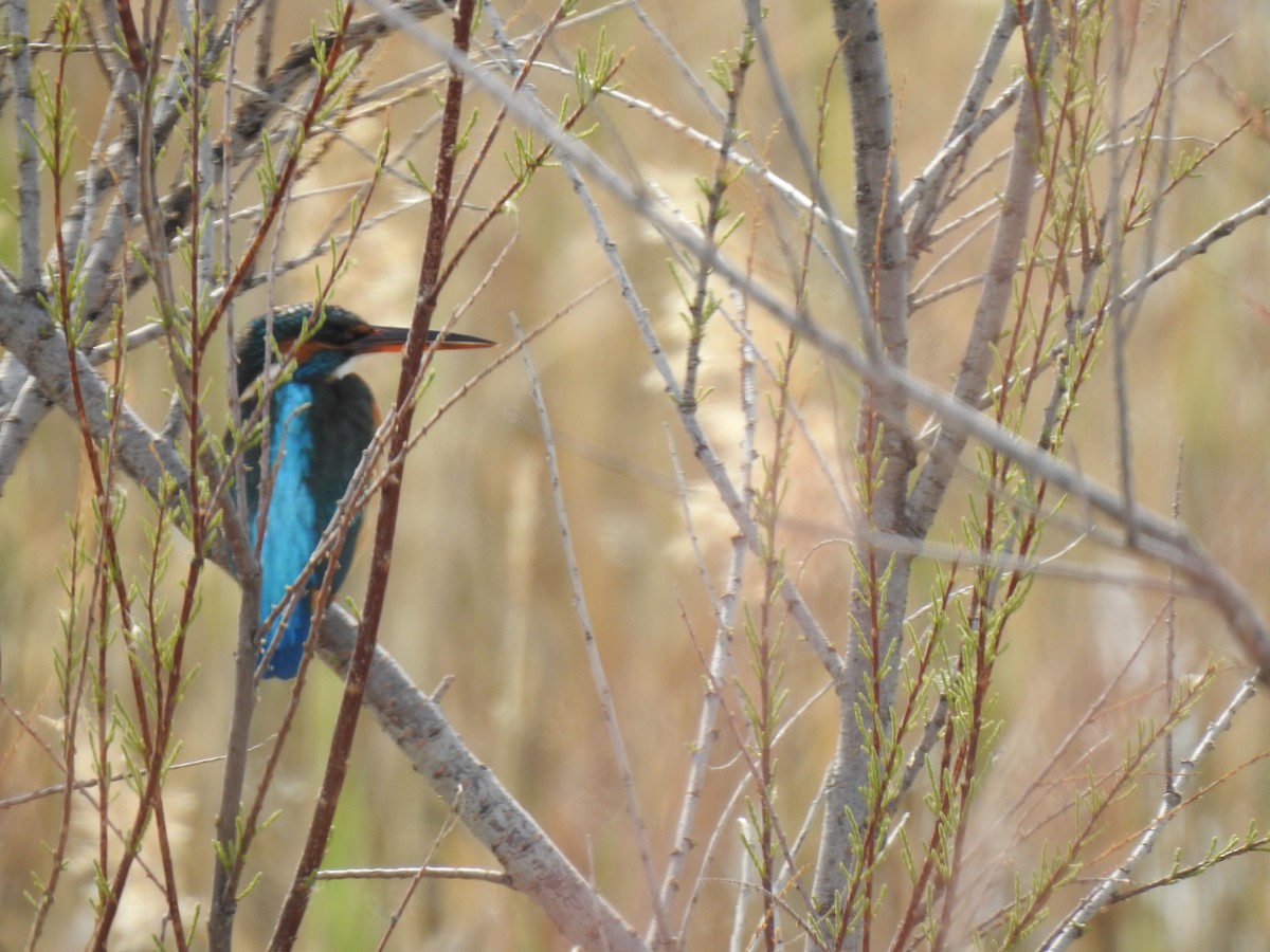 Common Kingfisher - ML617667890
