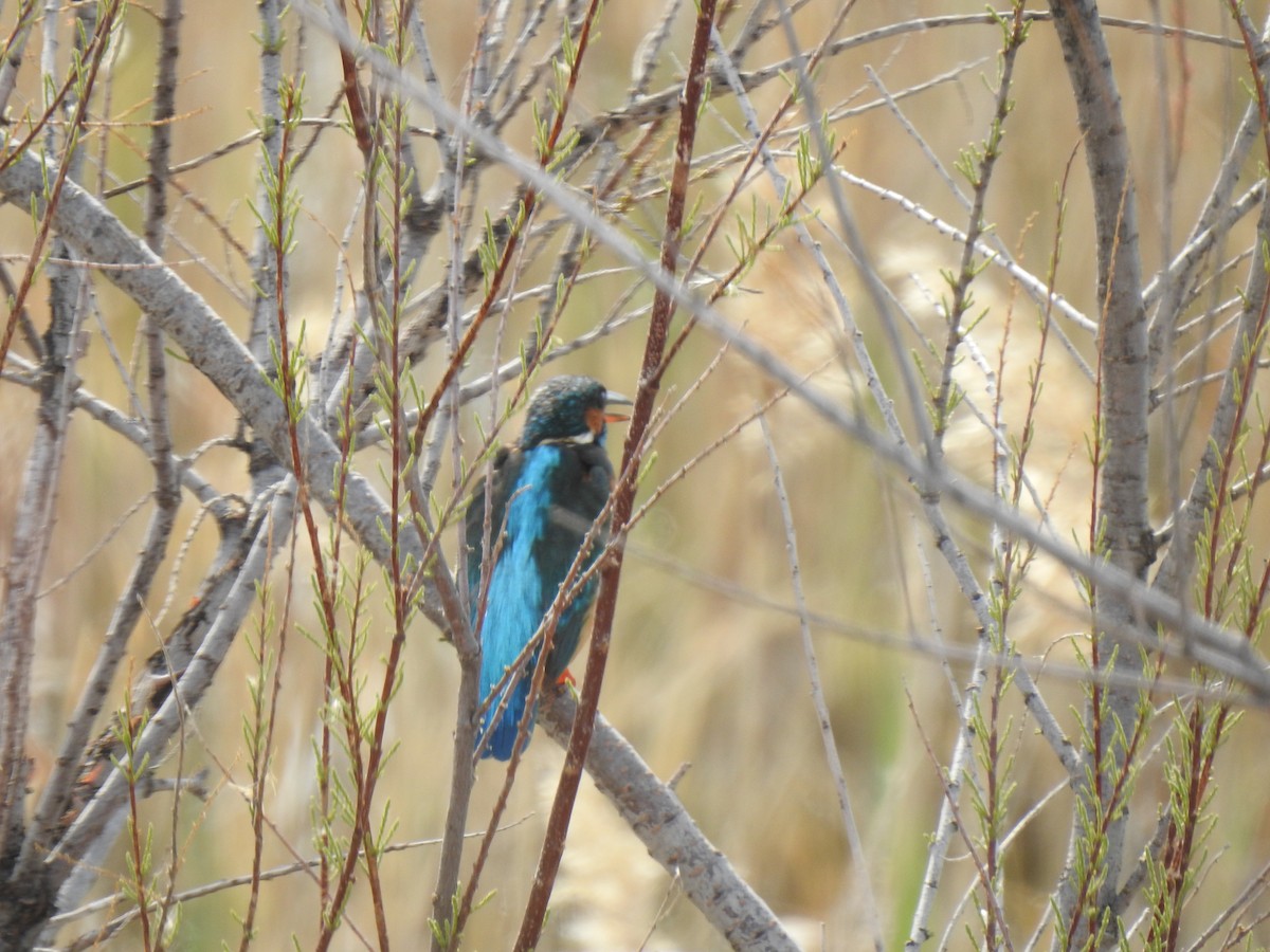 Common Kingfisher - ML617667895