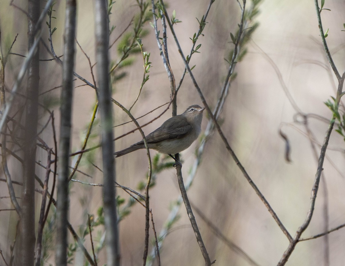 Warbling Vireo - Jonah Snead