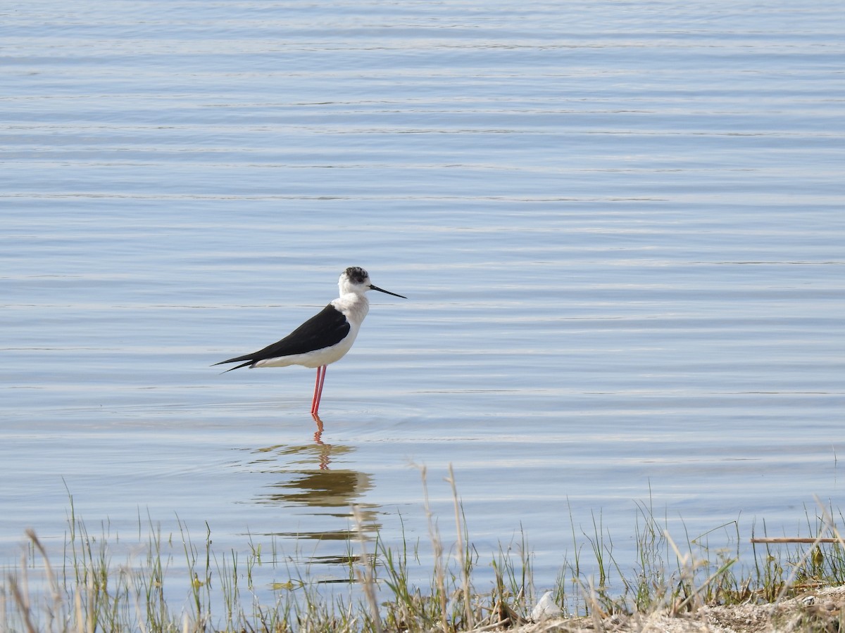Black-winged Stilt - ML617667931