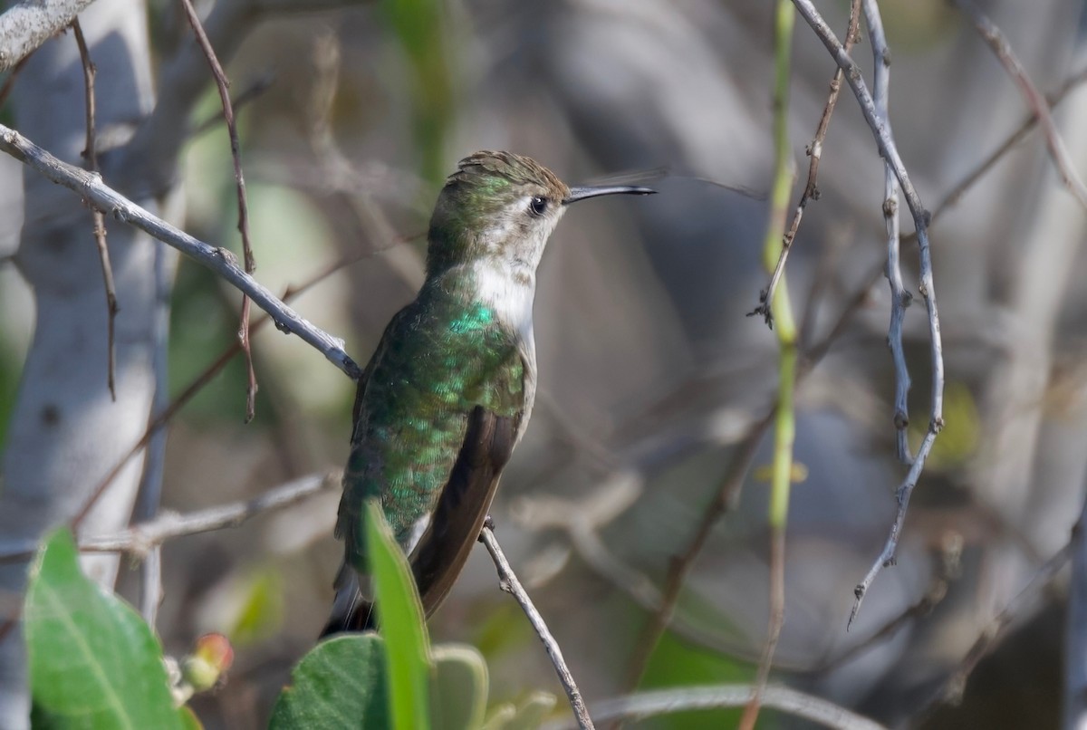 Peruvian Sheartail - Ken Rosenberg