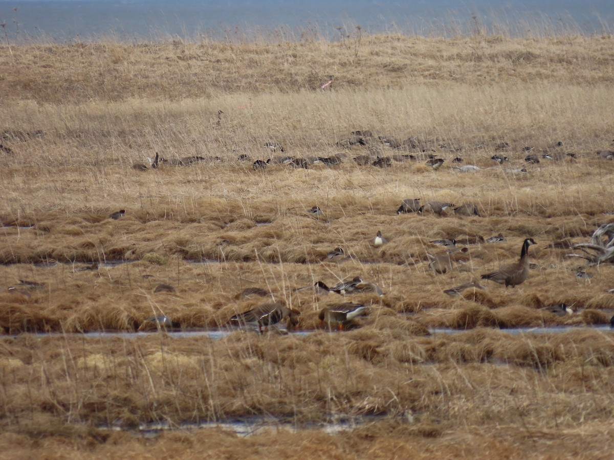 Cackling Goose (Taverner's) - ML617667961