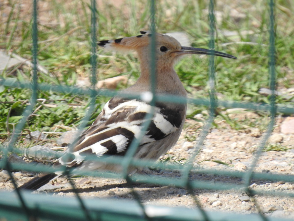 Common Hoopoe - ML617667967