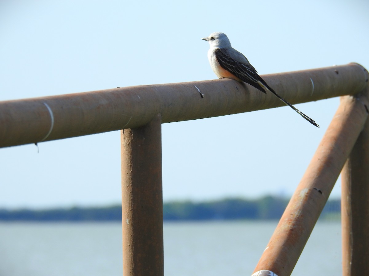 Scissor-tailed Flycatcher - ML617667978