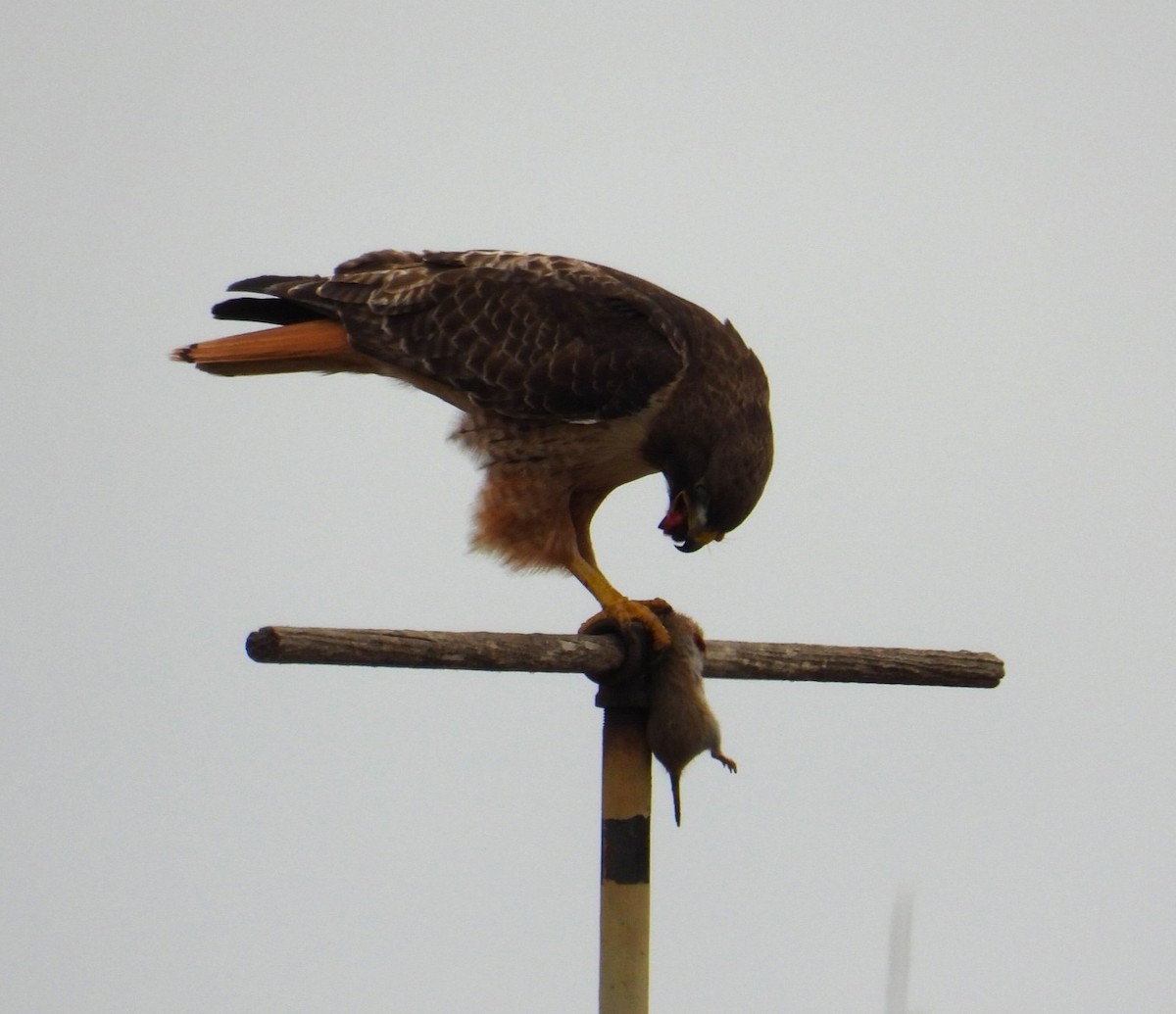 Red-tailed Hawk - ML617667987