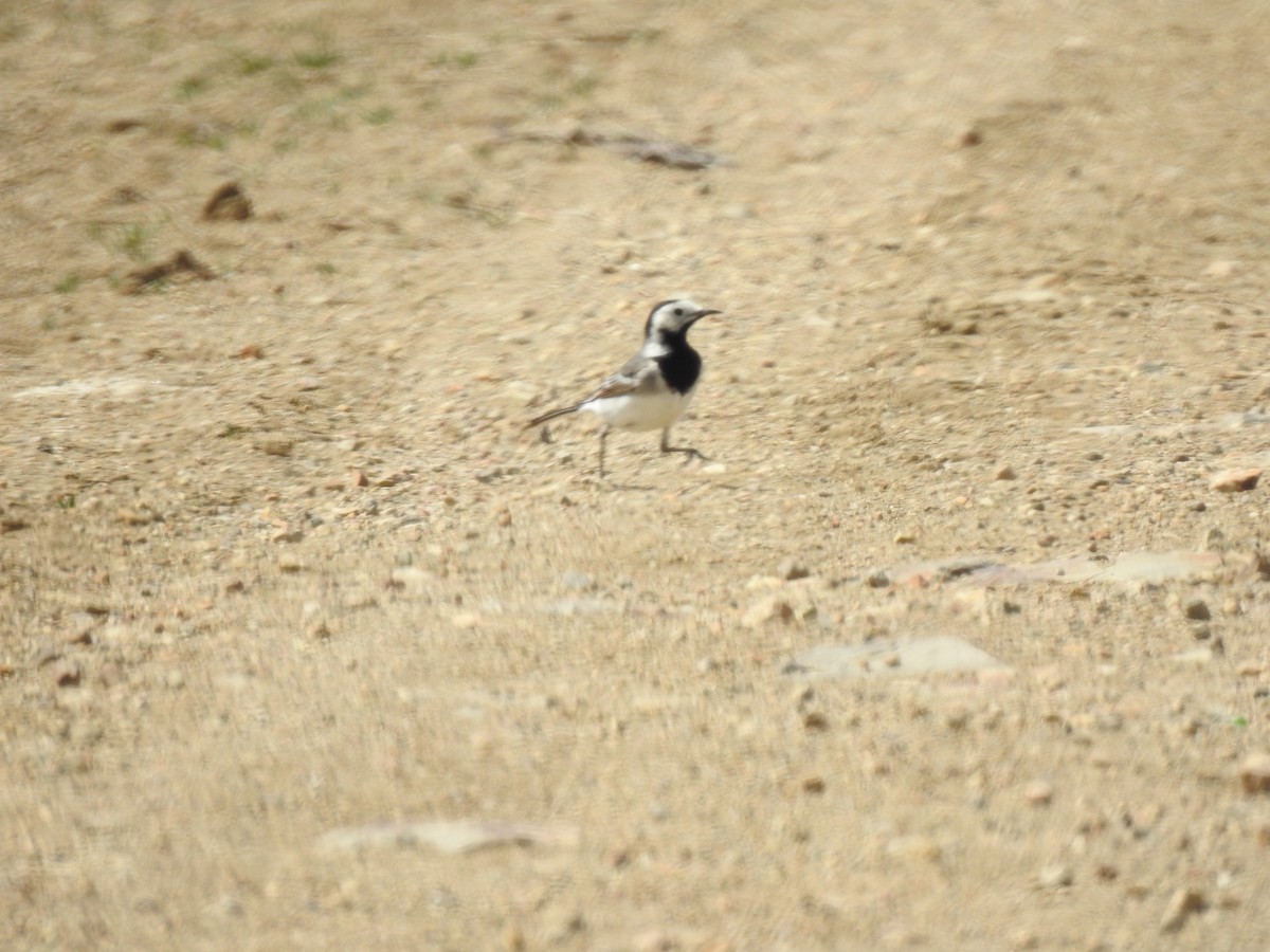 White Wagtail - ML617667989
