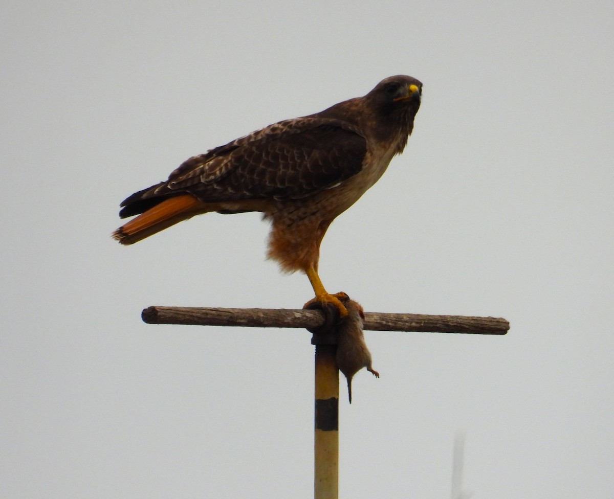 Red-tailed Hawk - ML617667998