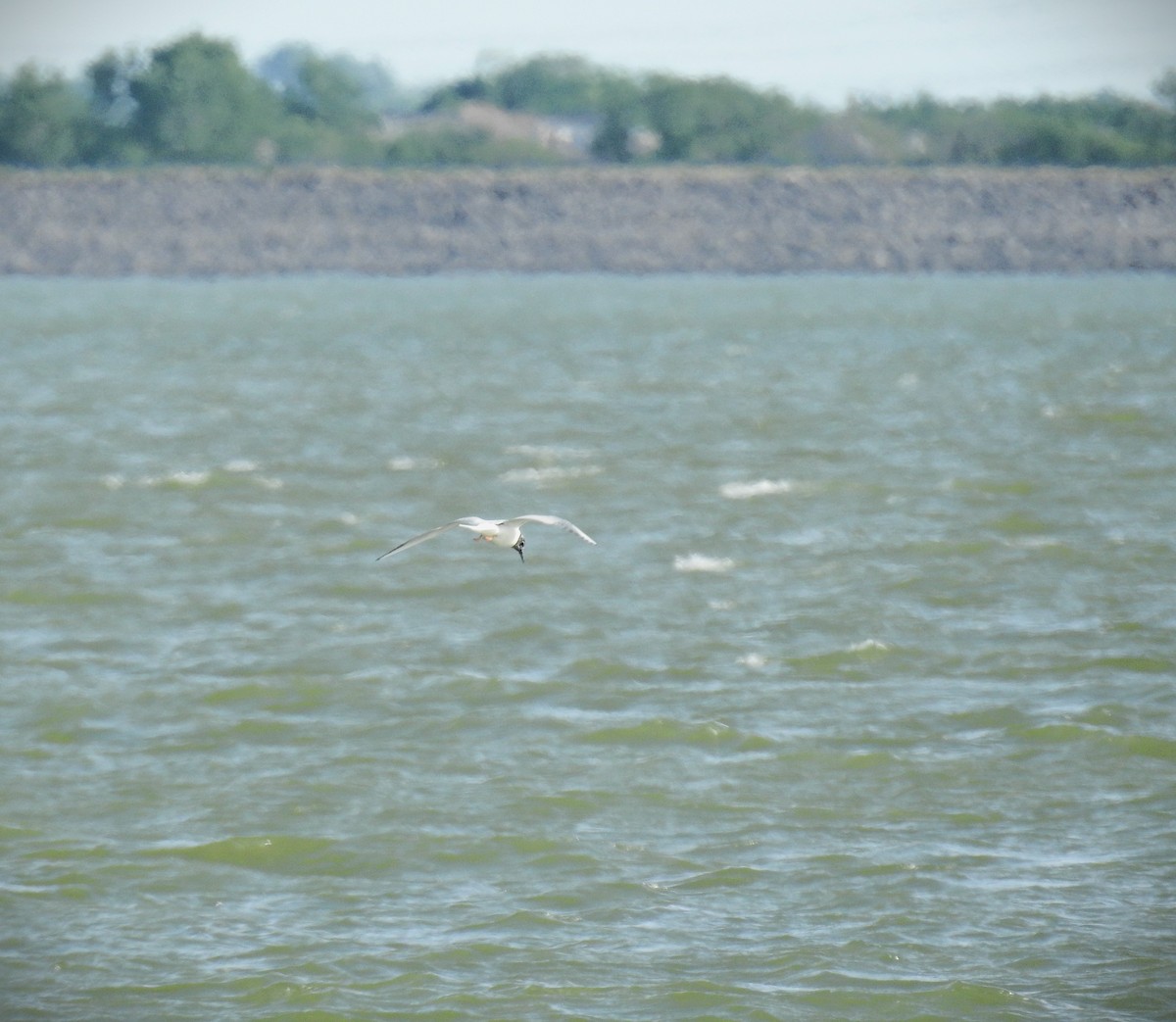 Bonaparte's Gull - ML617668007