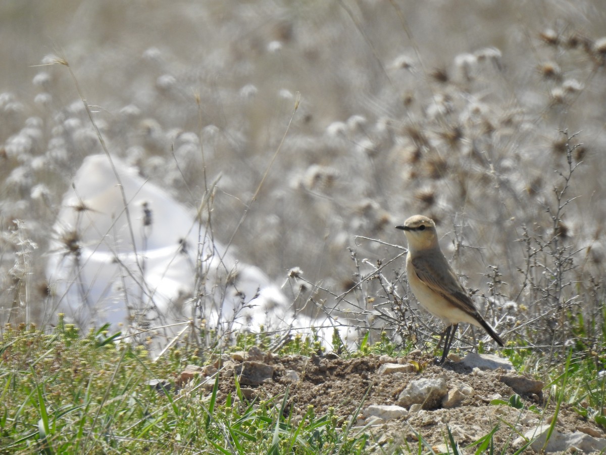 Isabelline Wheatear - ML617668012