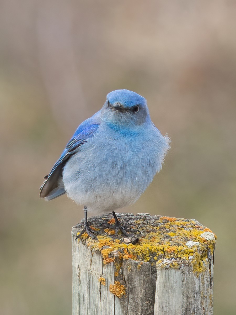 Mountain Bluebird - ML617668013