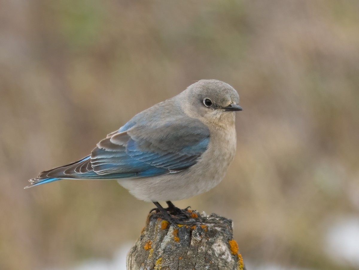 Mountain Bluebird - ML617668014