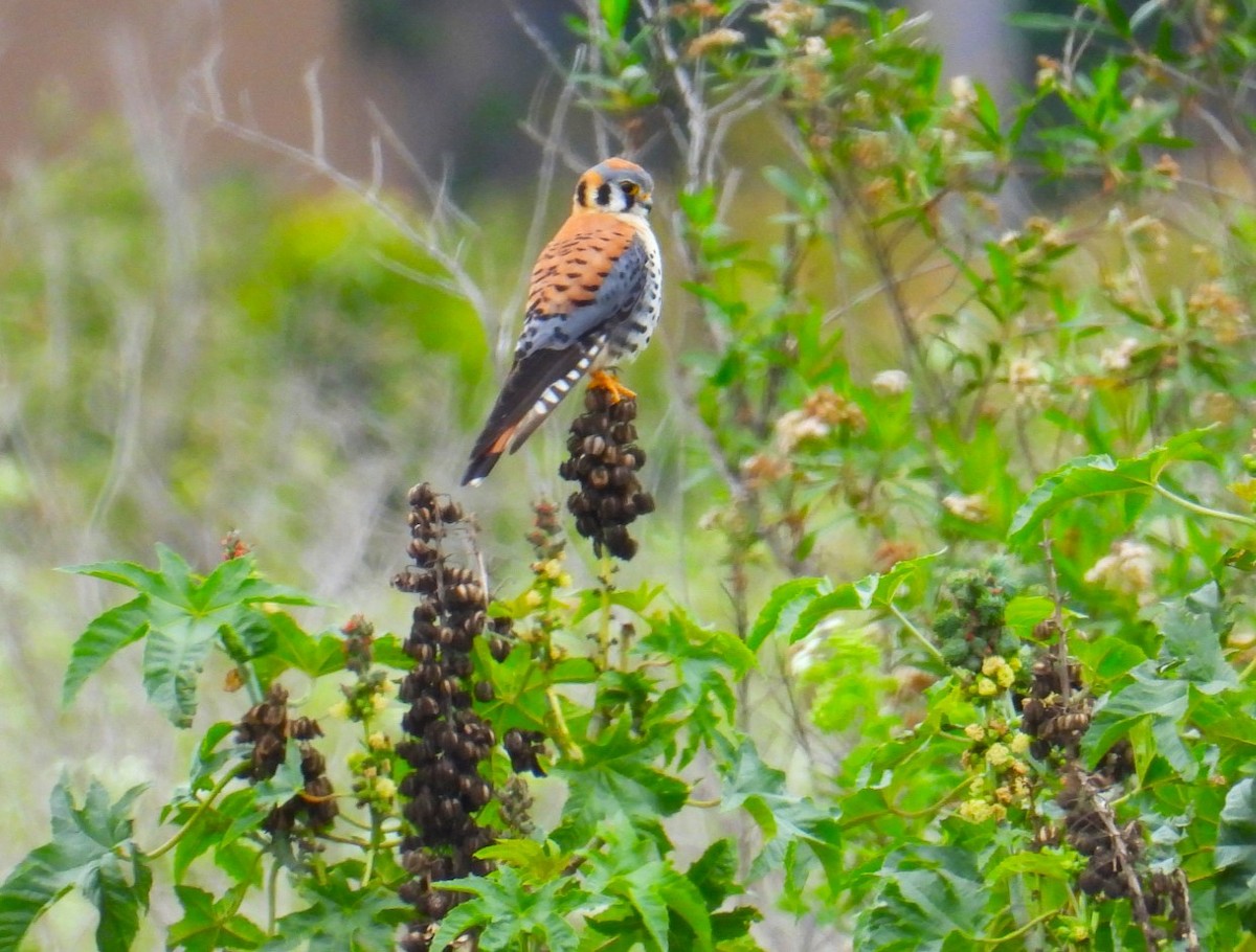 American Kestrel - ML617668020