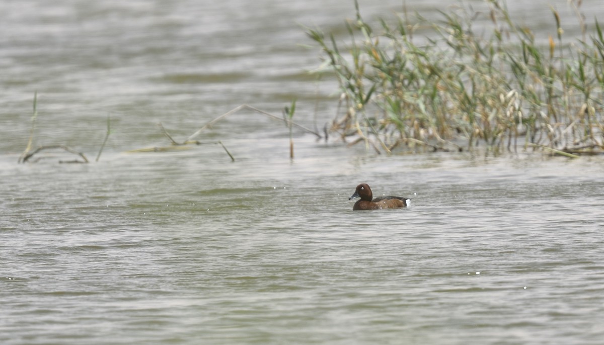 Ferruginous Duck - ML617668021