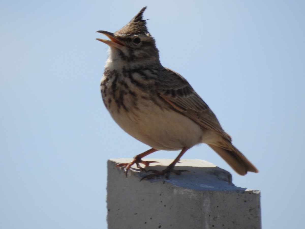 Crested Lark - ML617668027