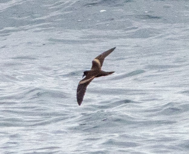 Markham's Storm-Petrel - ML617668028