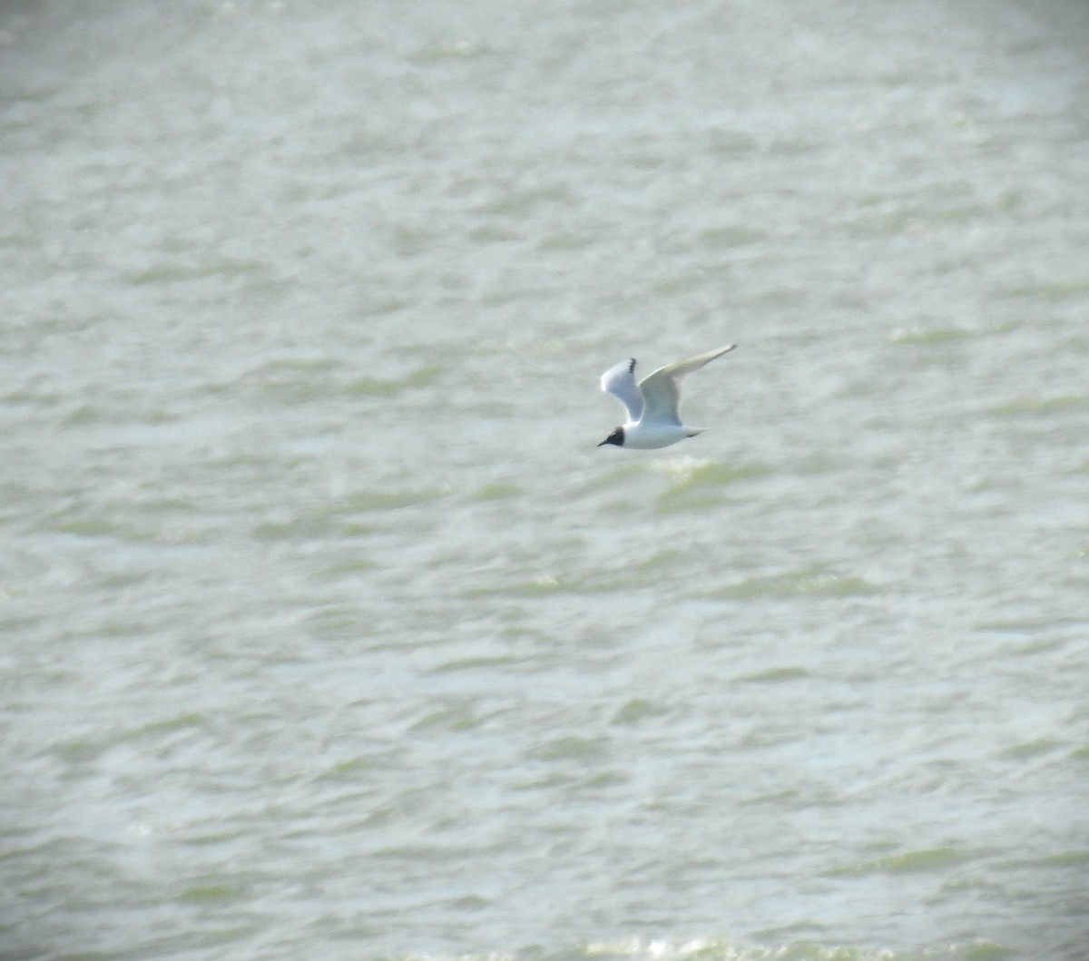 Bonaparte's Gull - ML617668033
