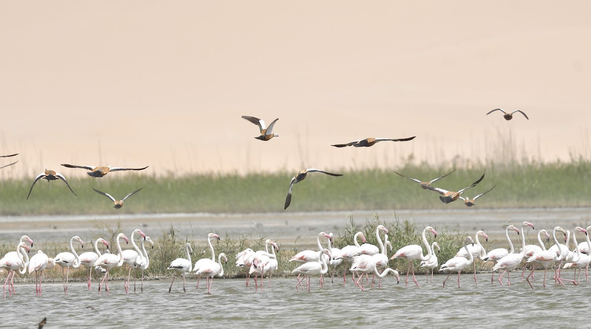 Greater Flamingo - Mahfoud Khetib