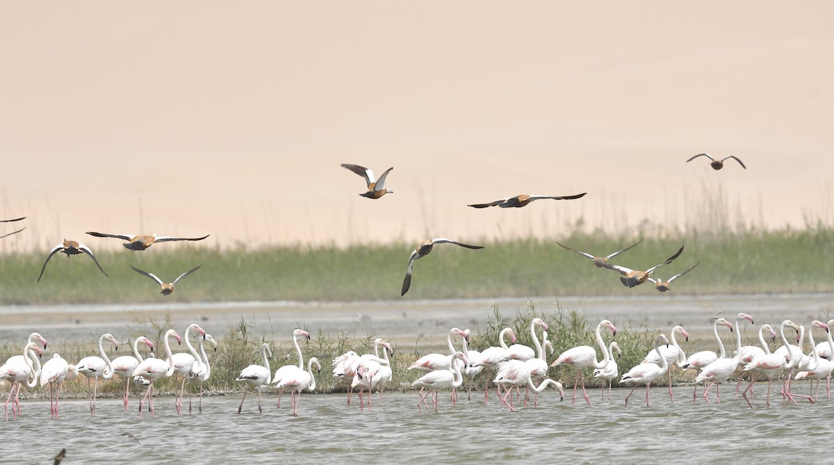 Greater Flamingo - ML617668042