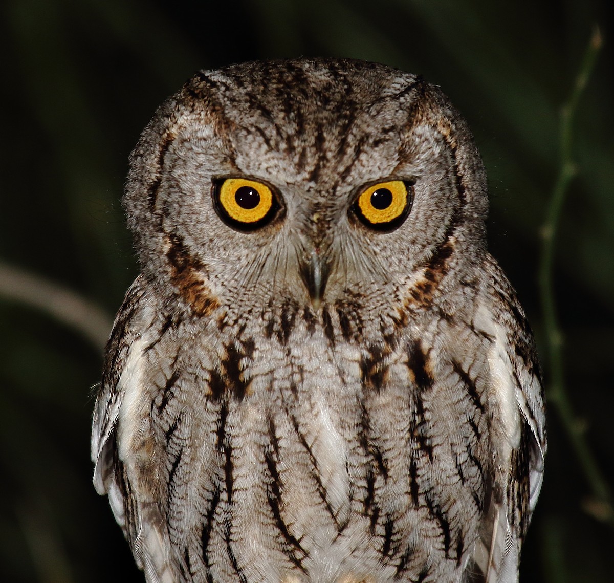 Western Screech-Owl - ML617668054