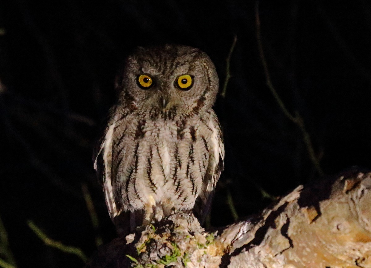 Western Screech-Owl - ML617668055