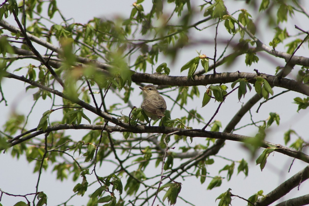 Warbling Vireo - Drake Carr