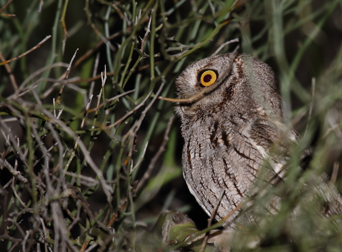 Western Screech-Owl - ML617668059