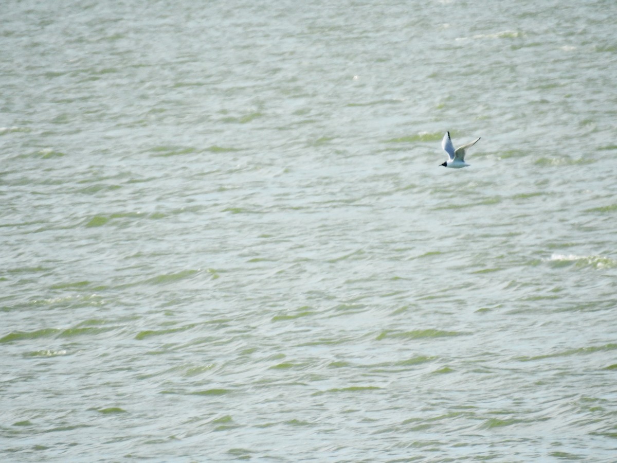 Bonaparte's Gull - ML617668069