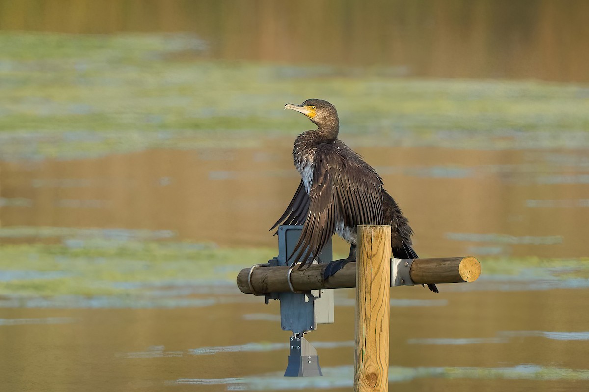 Great Cormorant - ML617668076