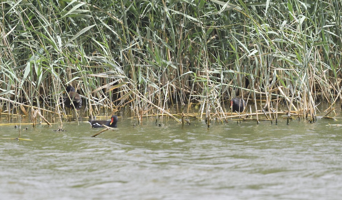 Gallinule poule-d'eau - ML617668083