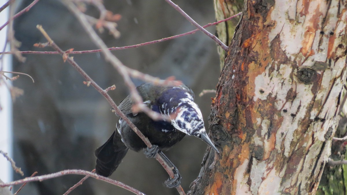 Common Grackle - Andrew Olive