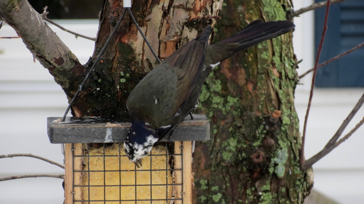 Common Grackle - Andrew Olive