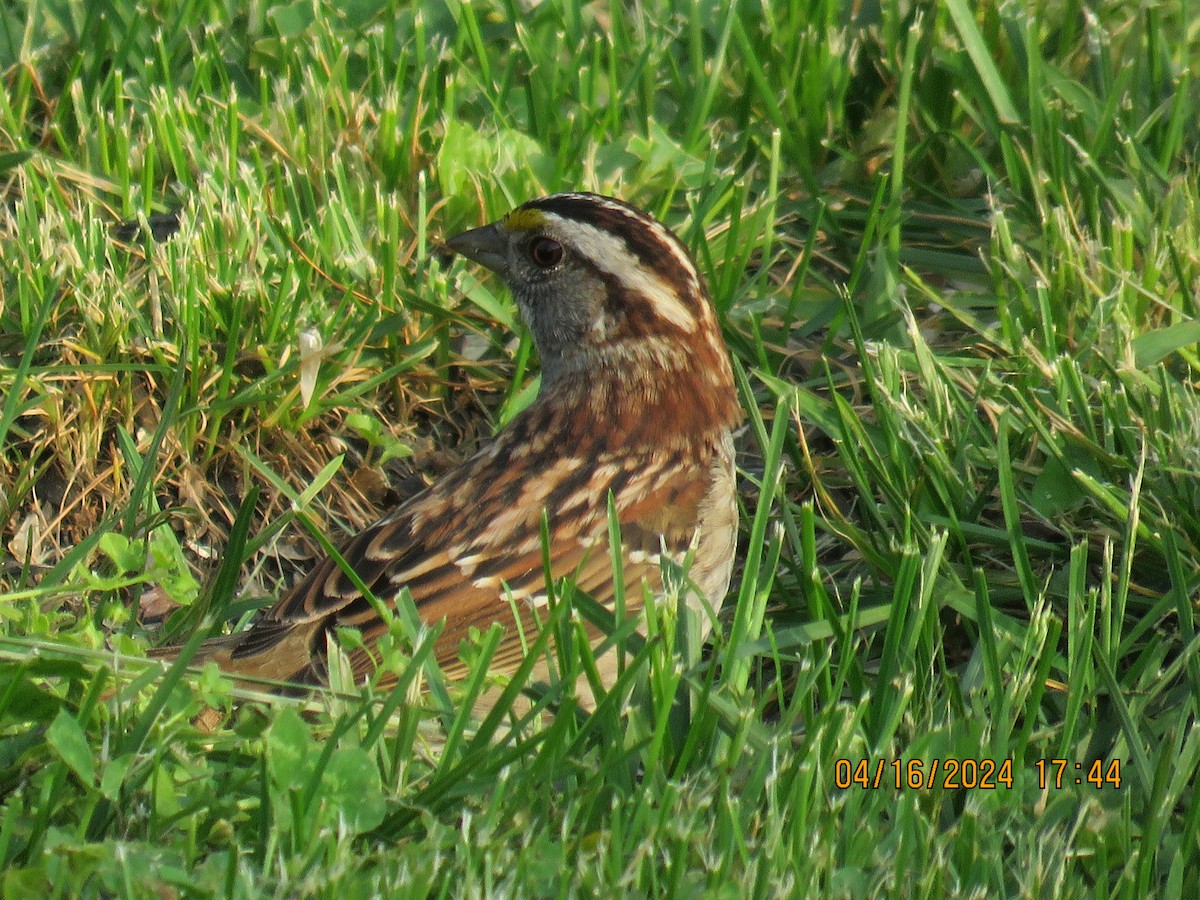 White-throated Sparrow - jack paul