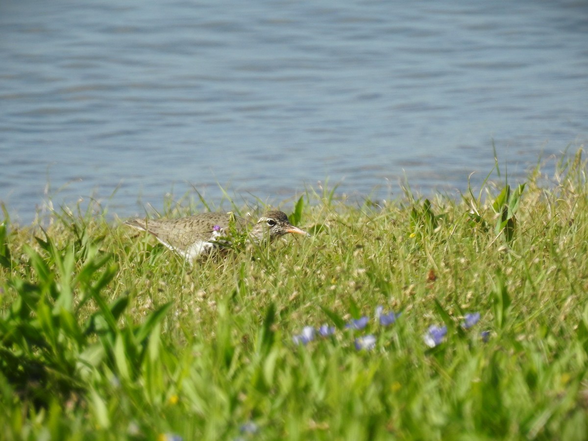 Spotted Sandpiper - ML617668117