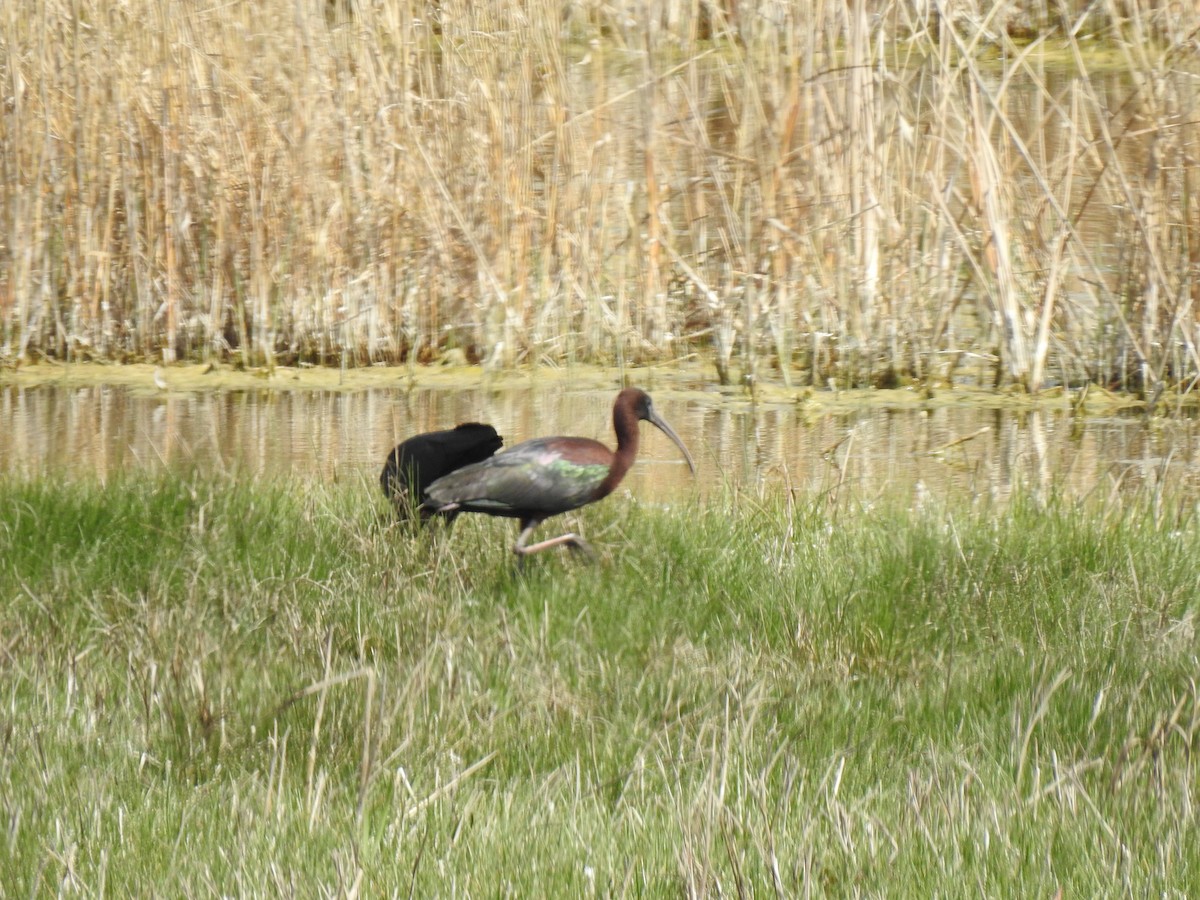 Glossy Ibis - ML617668127