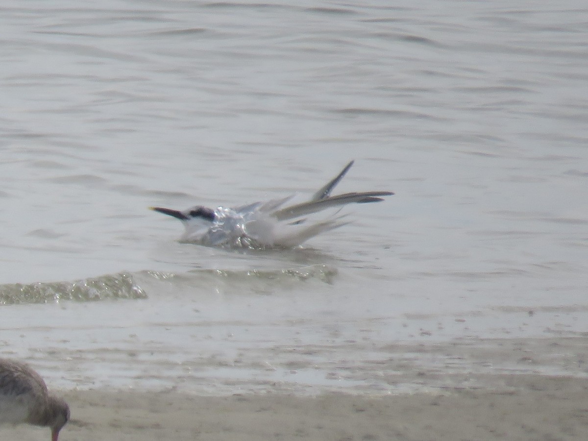 Sandwich Tern (Eurasian) - Gareth Bain