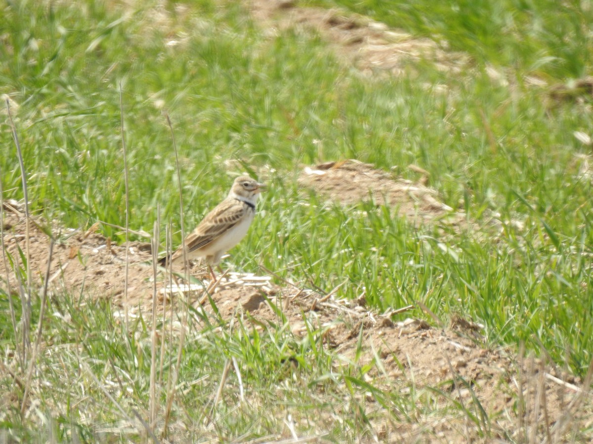 Calandra Lark - ML617668156