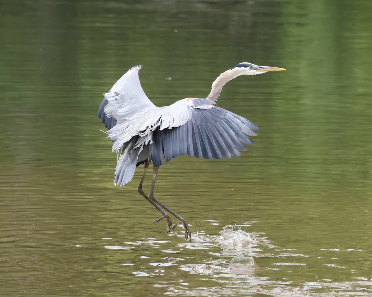 Great Blue Heron - ML617668172