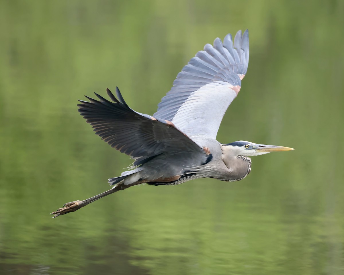 Great Blue Heron - ML617668173