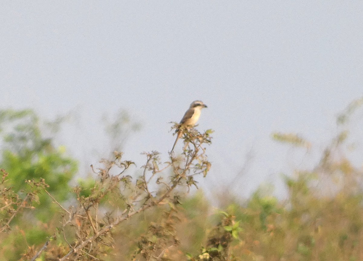 Brown Shrike - ML617668183