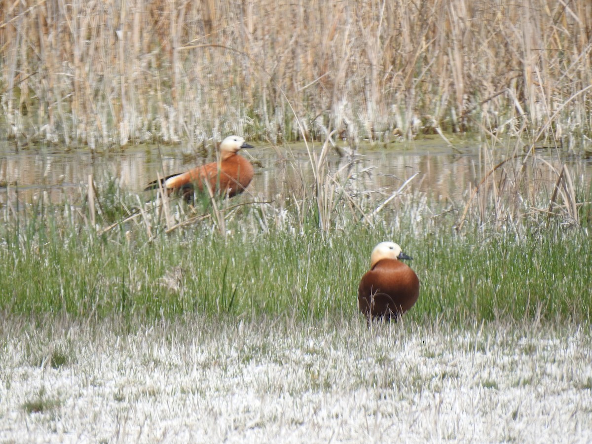 Ruddy Shelduck - ML617668198