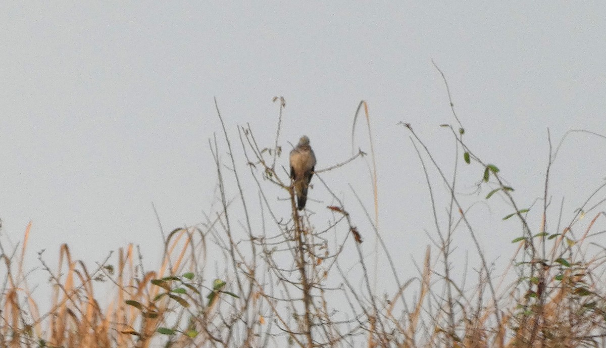 Zebra Dove - ML617668205