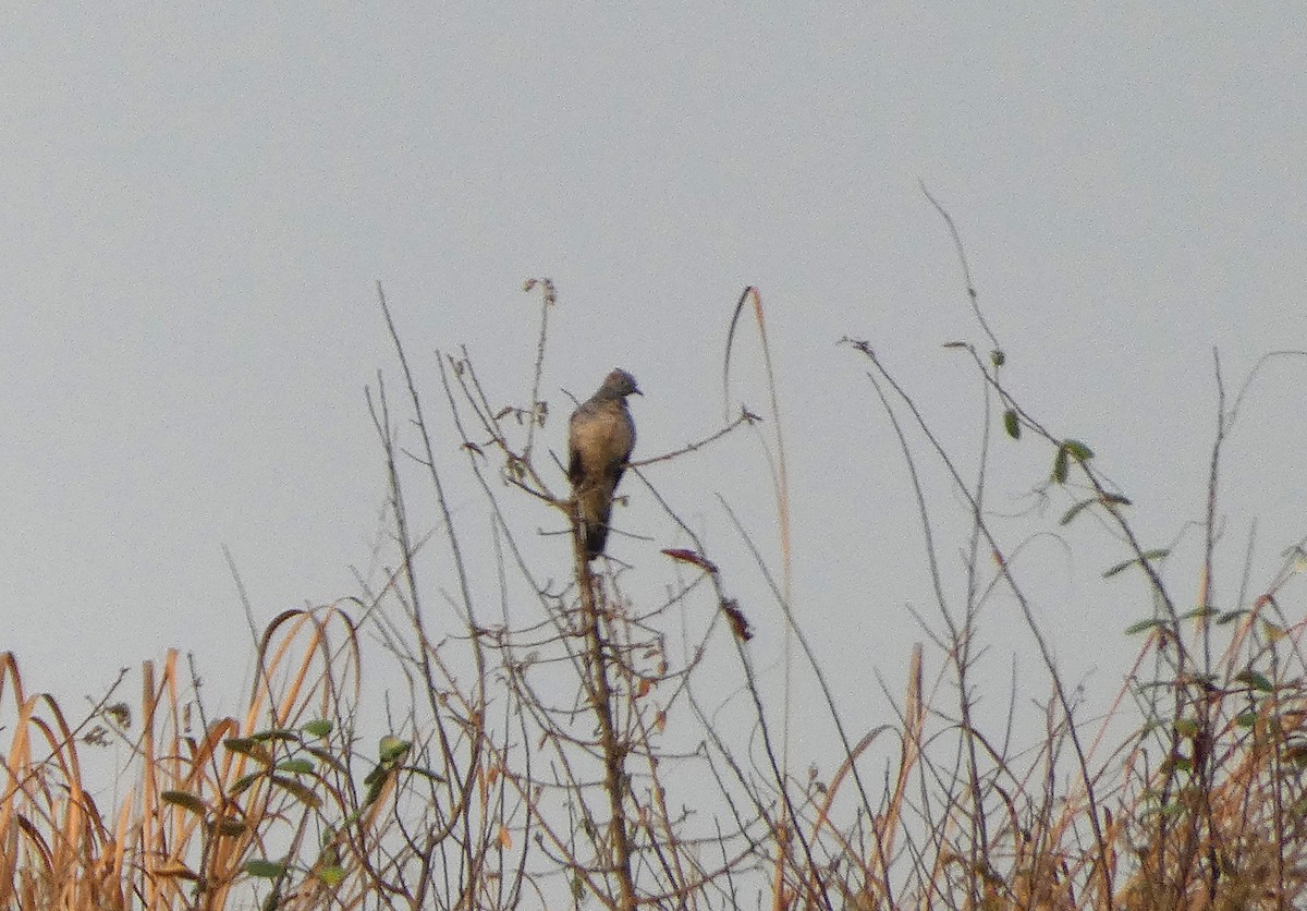 Zebra Dove - ML617668206