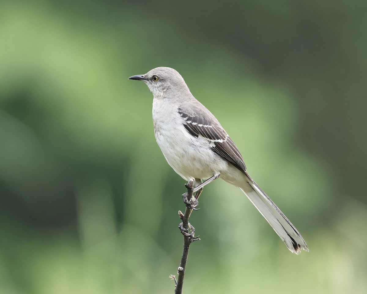 Northern Mockingbird - ML617668207