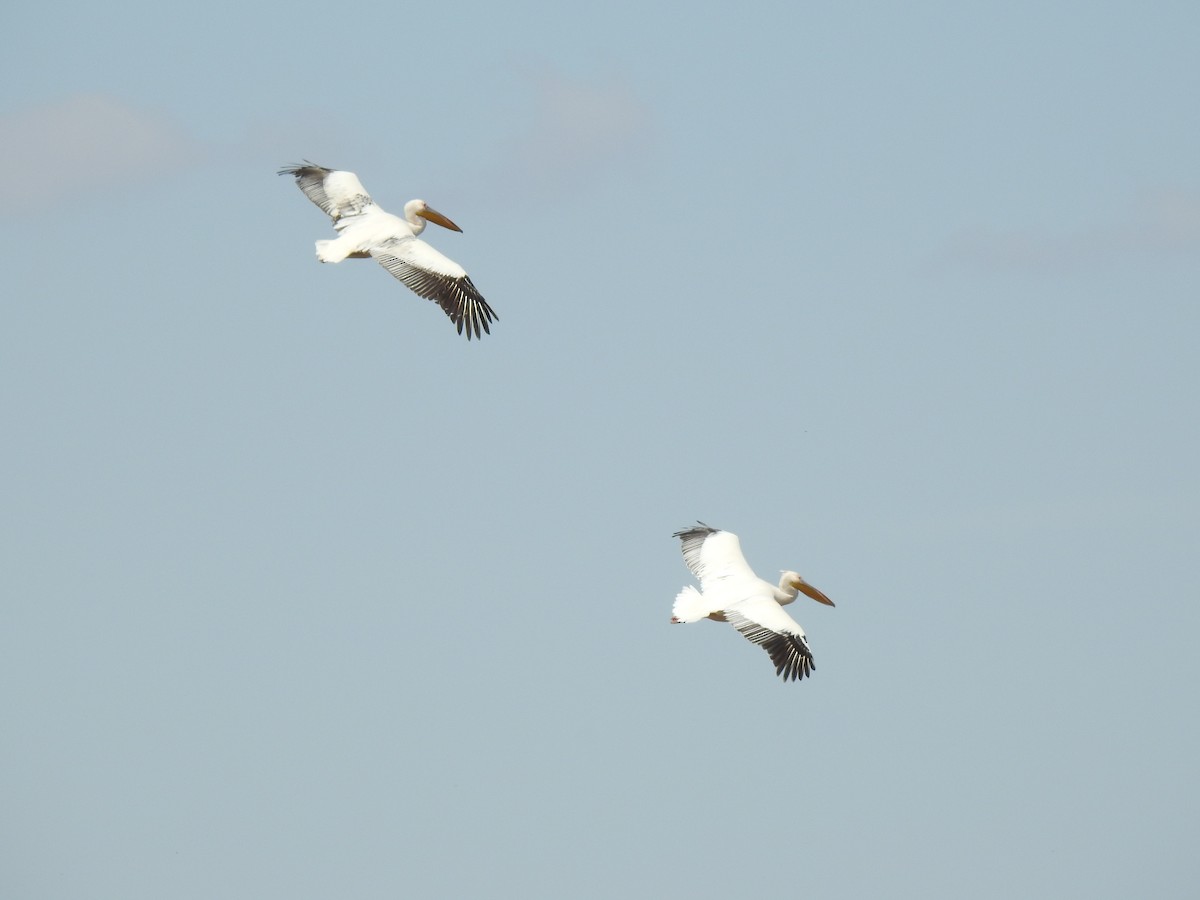 Great White Pelican - ML617668211