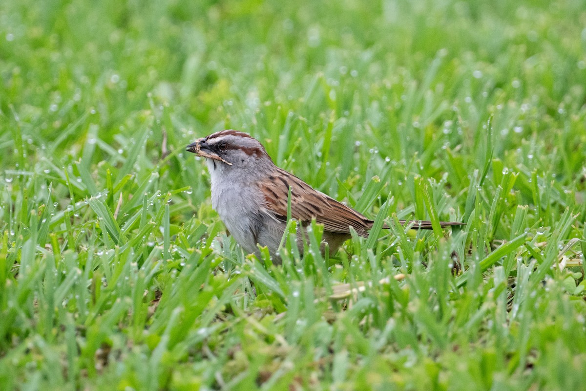 Yungas Sparrow - ML617668213