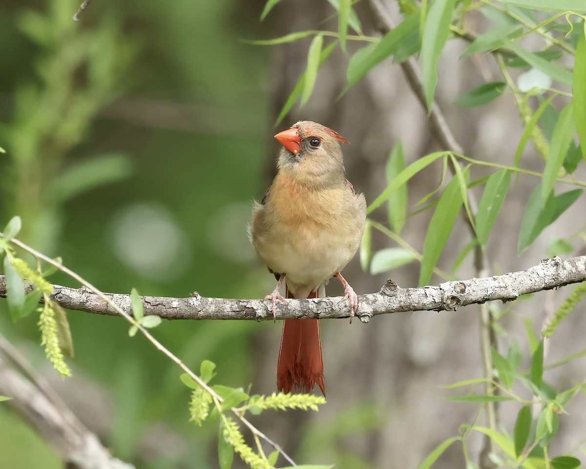 Cardinal rouge - ML617668216