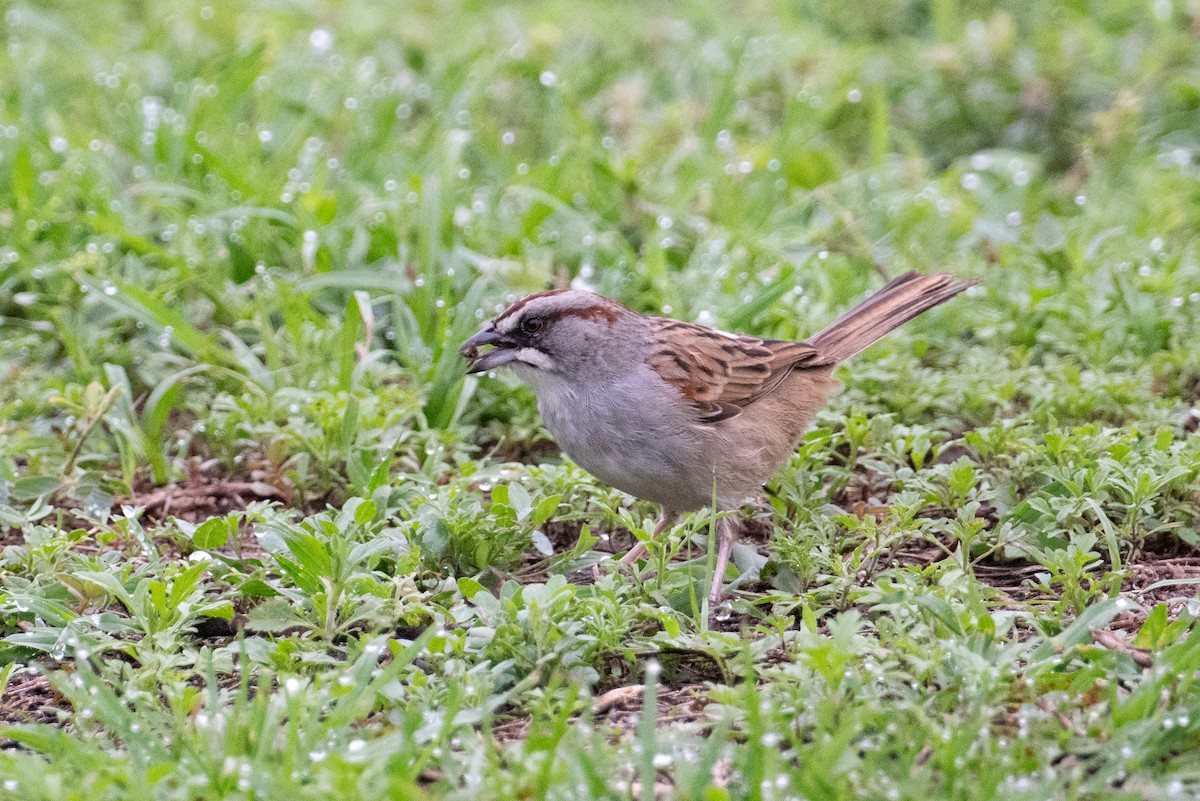 Yungas Sparrow - ML617668217