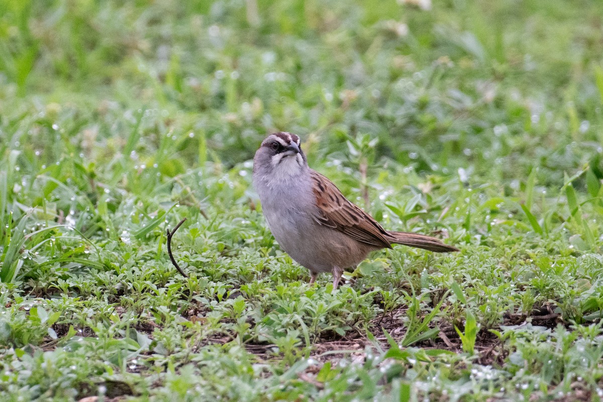 Yungas Sparrow - ML617668219