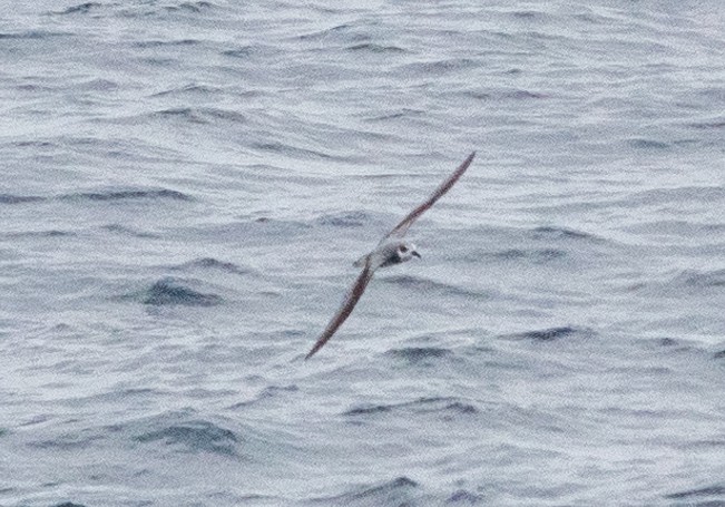 Petrel Chileno - ML617668227