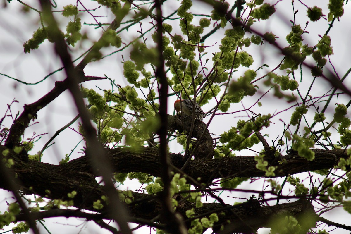 Red-bellied Woodpecker - ML617668241
